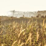 The Benefits of Organic and Sustainable Farming: A Greener Future