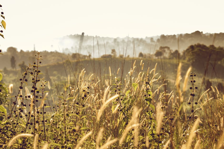 The Benefits of Organic and Sustainable Farming: A Greener Future
