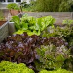 The Joy of Gardening: Cultivating Beauty and Serenity in Your Backyard