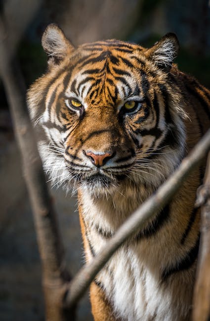 The Beauty of Wildlife Photography: Capturing Creatures in Their Habitats