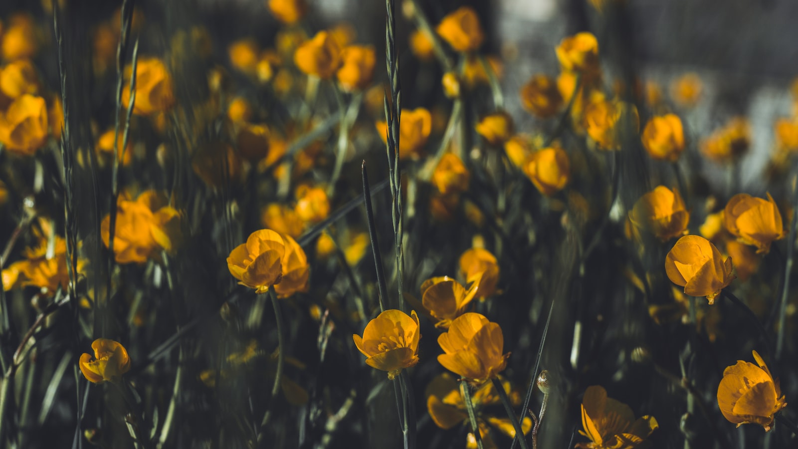 Embracing Mindful Parenting: Nurturing Children with Awareness and Love