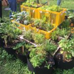 The Art of Urban Gardening: Creating Green Oases in Concrete Jungles