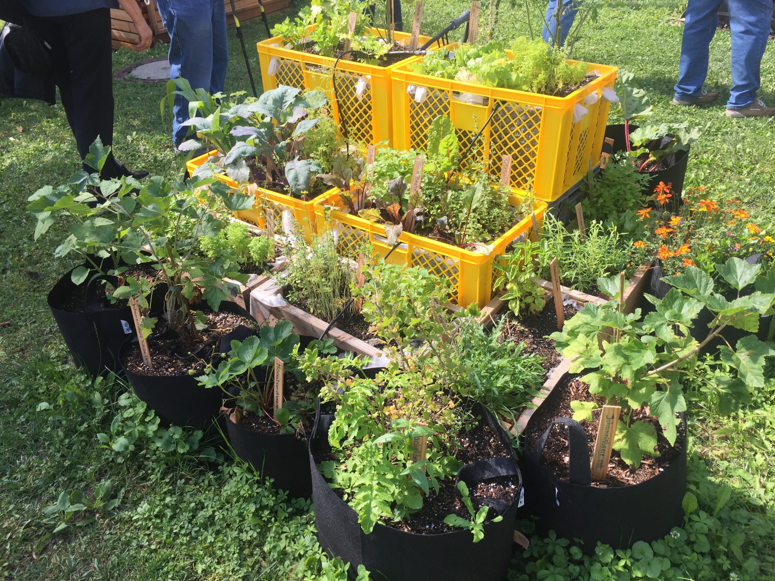 The Art of Urban Gardening: Creating Green Oases in Concrete Jungles