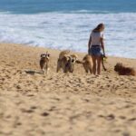 The Joy of Adopting a Pet: Nurturing Companionship and Saving Lives