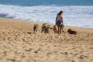 The Joy of Adopting a Pet: Nurturing Companionship and Saving Lives