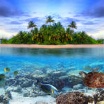 Discovering Marine Life: Journeying into the Depths of Oceanic Wonders