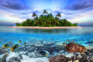 Discovering Marine Life: Journeying into the Depths of Oceanic Wonders