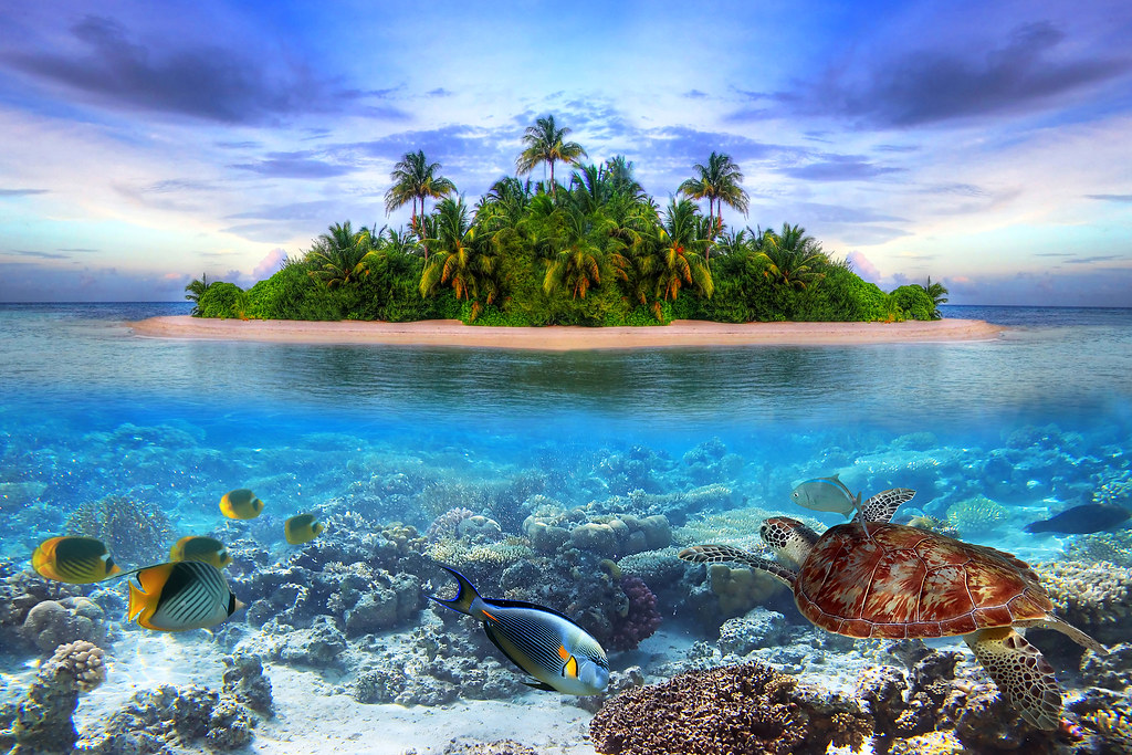 Discovering Marine Life: Journeying into the Depths of Oceanic Wonders