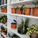 The Joy of Indoor Gardening: Bringing Nature into Your Home