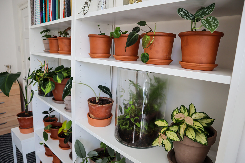 The Joy of Indoor Gardening: Bringing Nature into Your Home