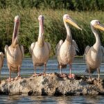 The Beauty of Wildlife Conservation: Preserving Biodiversity for Generations