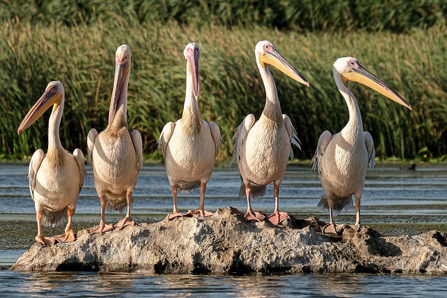 The Beauty of Wildlife Conservation: Preserving Biodiversity for Generations