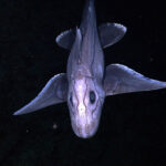 The Wonders of Deep Sea Exploration: Life in the Abyss
