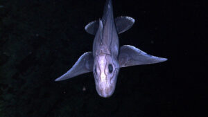 The Wonders of Deep Sea Exploration: Life in the Abyss