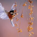 The Joy of Birdwatching: Discovering Feathered Wonders in Your Backyard