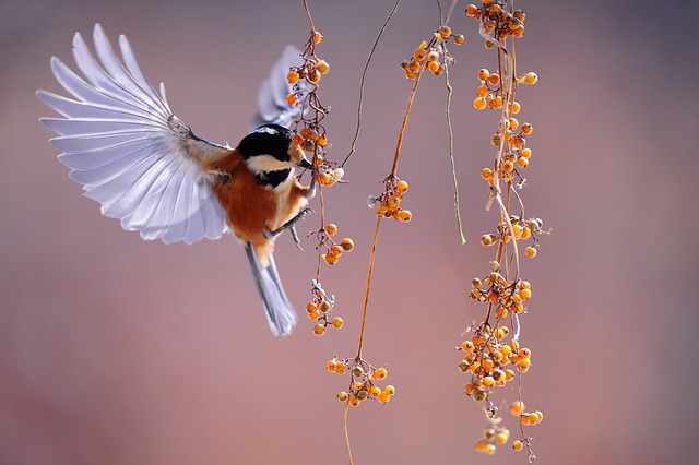 The Joy of Birdwatching: Discovering Feathered Wonders in Your Backyard
