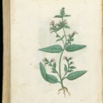 Rediscovering Ancient Herbal Remedies: Nature’s Healing Bounty