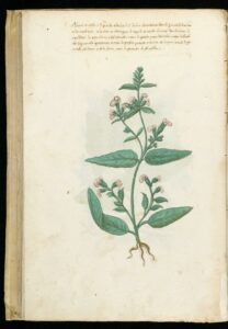Rediscovering Ancient Herbal Remedies: Nature’s Healing Bounty