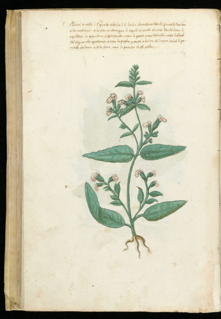 Rediscovering Ancient Herbal Remedies: Nature’s Healing Bounty