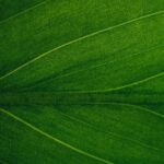Green Building Revolution: Sustainable Architecture for Modern Living