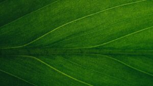 Green Building Revolution: Sustainable Architecture for Modern Living