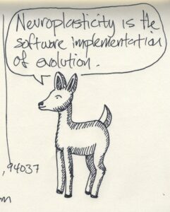 Neuroplasticity and Cognitive Fitness: Unlocking the Brain’s Potential