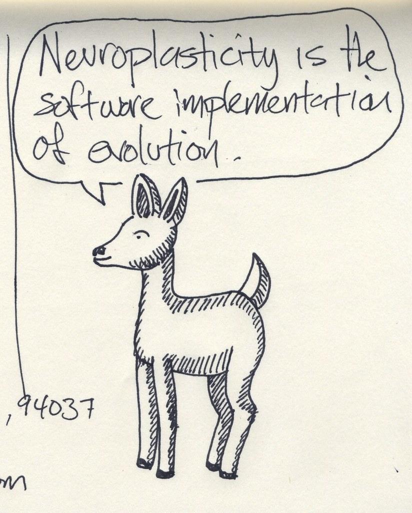 Neuroplasticity and Cognitive Fitness: Unlocking the Brain’s Potential