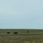 From Seed to Table: Embracing the Farm-to-Fork Movement