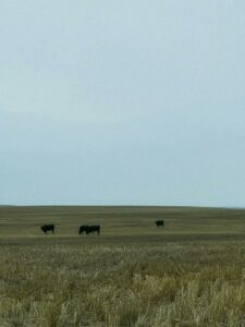 From Seed to Table: Embracing the Farm-to-Fork Movement