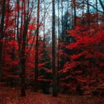 Soundscapes of Nature: The Healing Power of Environmental Sounds