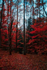 Soundscapes of Nature: The Healing Power of Environmental Sounds
