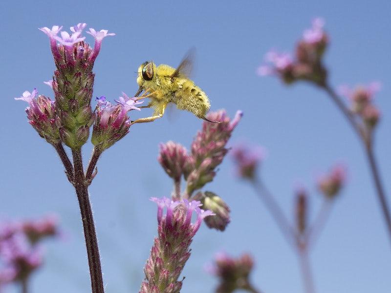 The Language of Bees: Decoding the Fascinating World of Apiculture