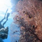 Exploring Underwater Archaeology: Unearthing Sunken Secrets of History