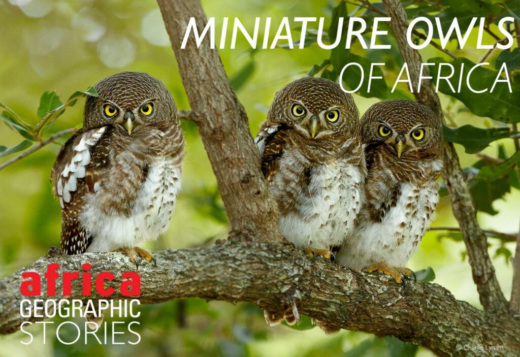 Healthy Snacking Made Easy: Top 5 Nutritious Options