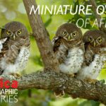 Healthy Snacking Made Easy: Top 5 Nutritious Options