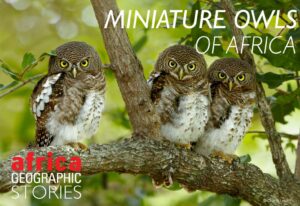 Healthy Snacking Made Easy: Top 5 Nutritious Options