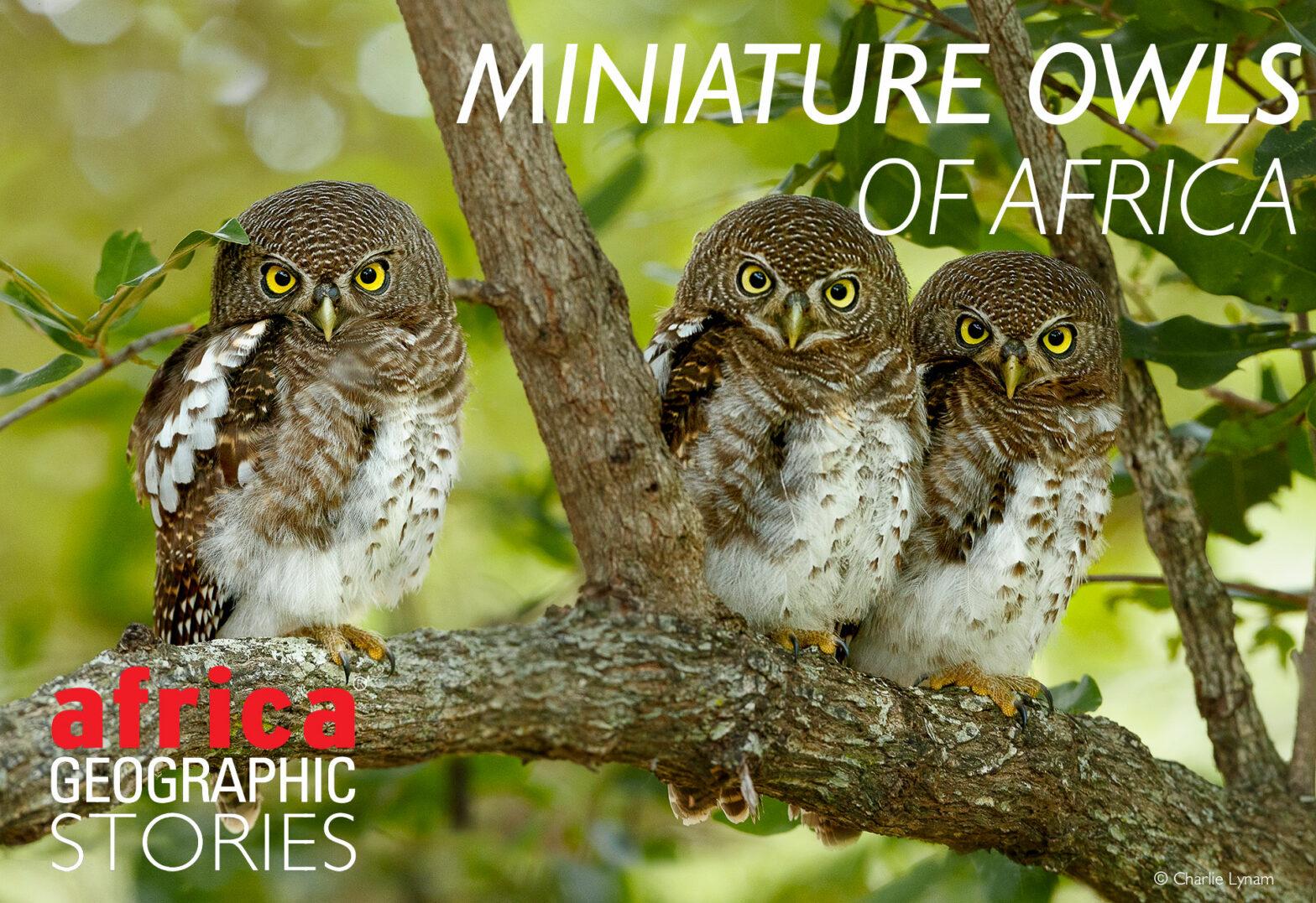 Healthy Snacking Made Easy: Top 5 Nutritious Options