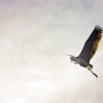 Healthy Mind and Body: 10 Life-Changing Strategies Revealed