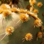 Sustainable Agriculture: Innovations for a Green Future