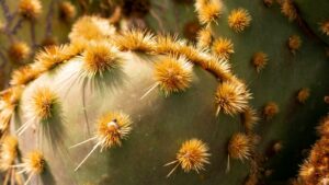 Sustainable Agriculture: Innovations for a Green Future