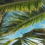 Plant-Based Living: Benefits and Recipes