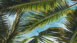 Plant-Based Living: Benefits and Recipes