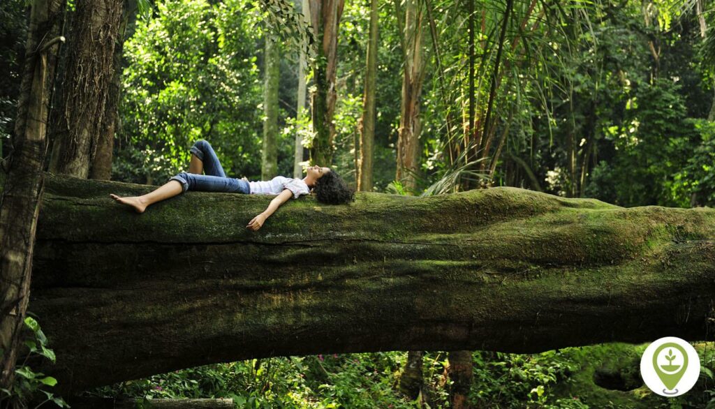 Exploring the Benefits of Forest Bathing