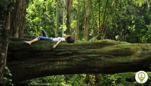 Exploring the Benefits of Forest Bathing
