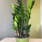 Indoor plants that are almost impossible to kill