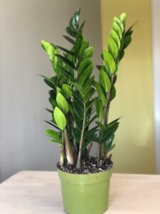 Indoor plants that are almost impossible to kill