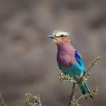 How to Use AI to Generate Long Tail Keywords for Blog Posts