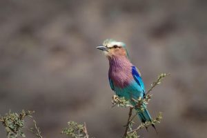 How to Use AI to Generate Long Tail Keywords for Blog Posts
