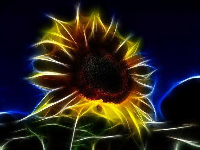 Comparing User Interface and Design Flexibility in Bloom and Monarch