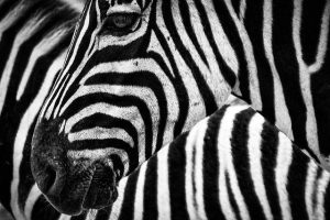 Tracking Stripe Payments with AI: A Guide to Better Marketing Data